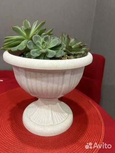 Суккуленты набор