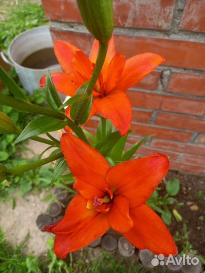 Букеты из лилий