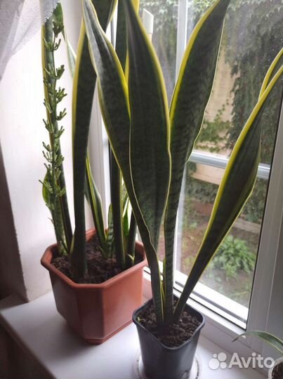 Сансевиерия Лауренти