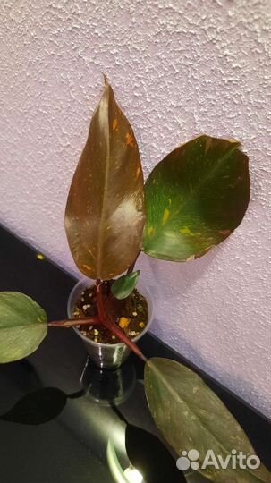 Филодендрон Оранжевая принцесса