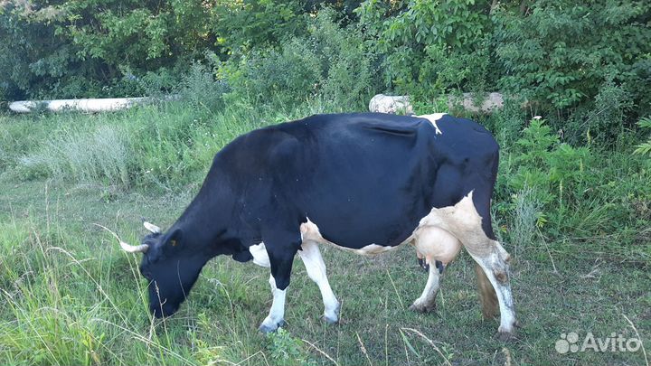 Корова дойная и тёлка