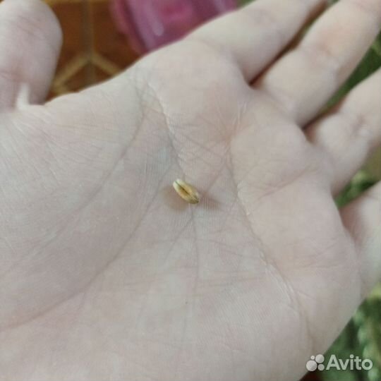 Корм для грызунов