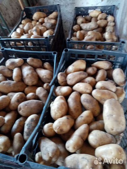 Домашний картофель сорт голанка