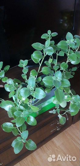 Мята комнатная