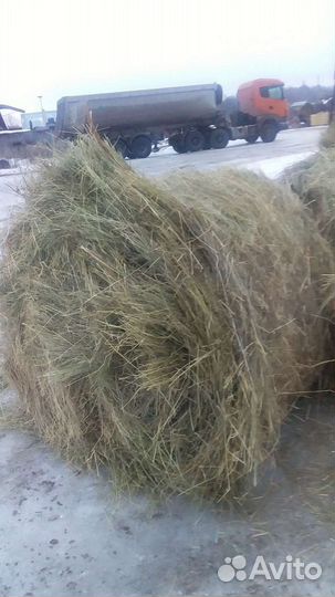 Продам сено в рулонах