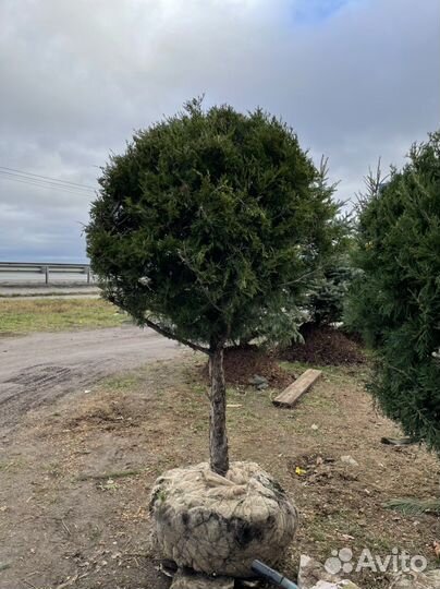 Можжевельник