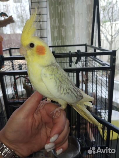 Попугай корелла