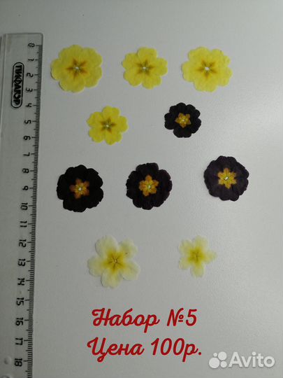 Сухоцветы для творчества