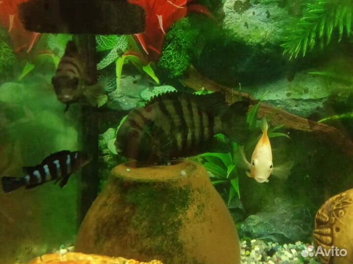 Малавийские цихлиды и цихлазомы