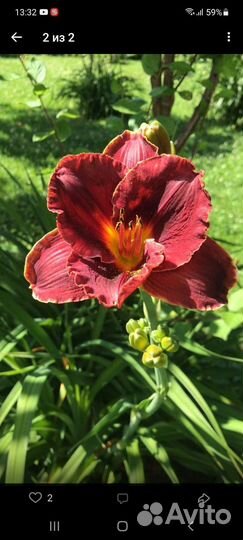 Хвойники, Медуница, Лилейник