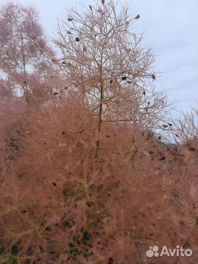 Скумпия кодевенная Леди Голд Golden Lady