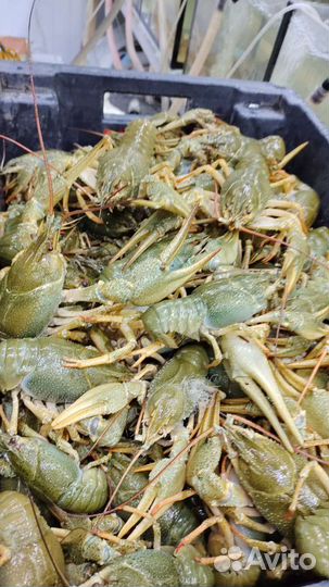 Раки актуальный прайс