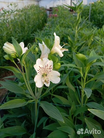 Альстромерия Срез