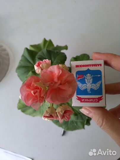 Пеларгония