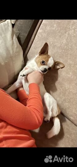 Вязка кобель чихуахуа