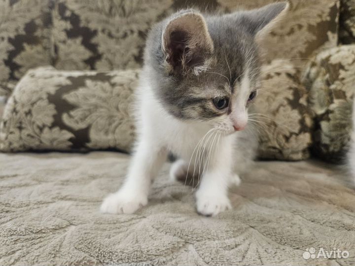 Кошки в добрые руки
