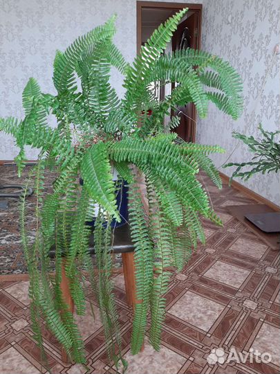 Папоротник комнатный