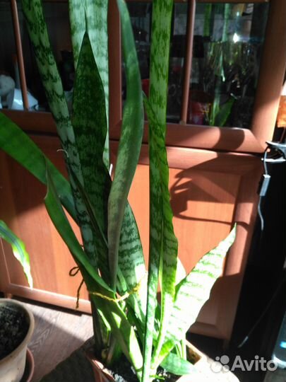 Комнатные цветы Сансевиерия в горшке из Fix Price