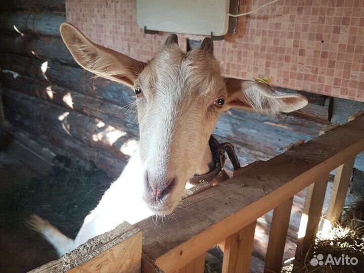 Продам козу