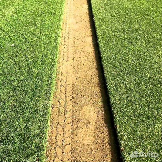 Рулонный газон, посевной газон