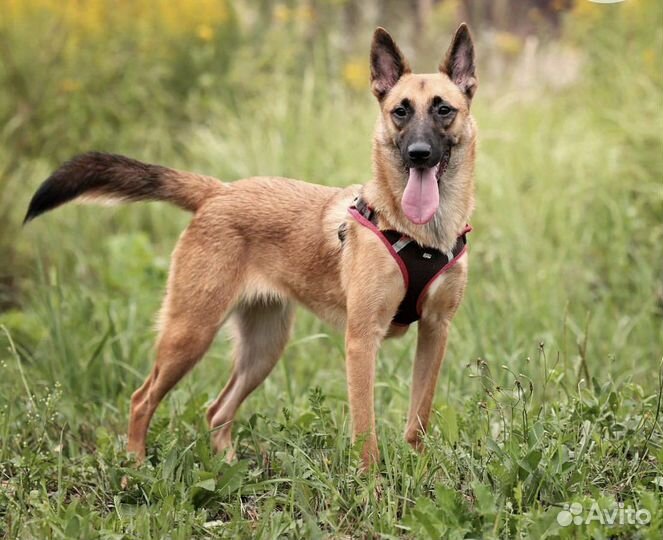 Бельгийская овчарка (метис малинуа)