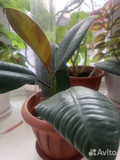 Фикус каучуконосный