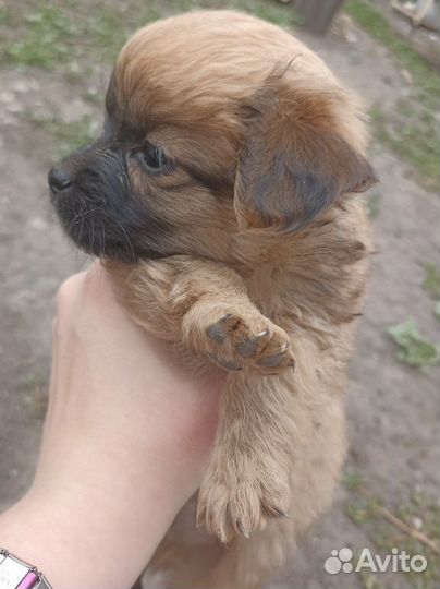 Маленькая собака в добрые руки отдам бесплатно
