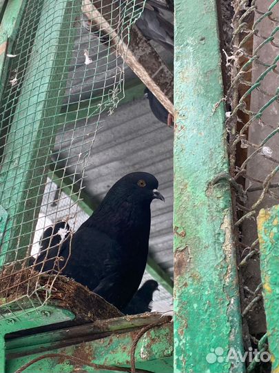 Голуби николаевские, свердловские, курские и т д