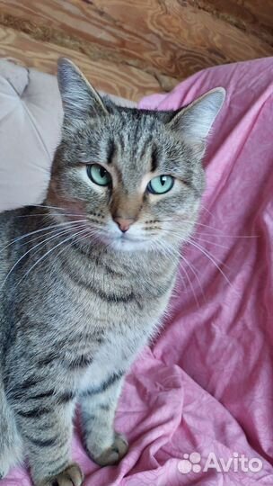 Европейская