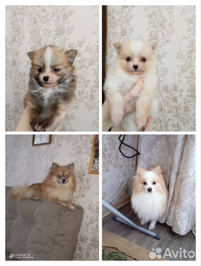 Бронирование щенков