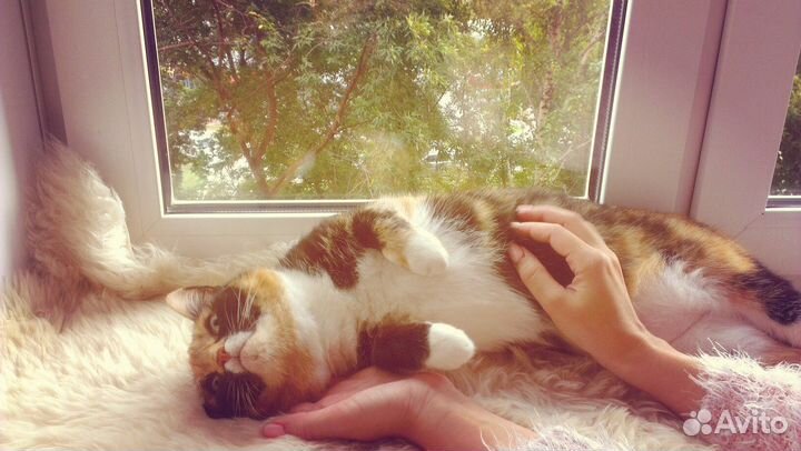 Передержка для кошек - гостиница 