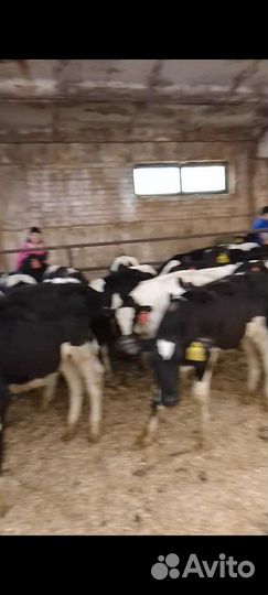 Телята бычки и есть тёлки