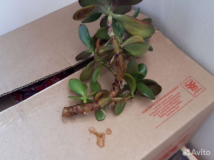 Укоренившиеся ростки толстянка