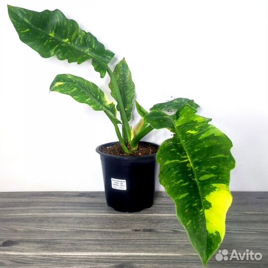 Филодендрон Ринг оф Файер (Philodendron)