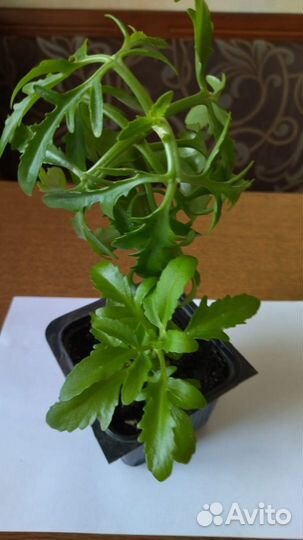 Комнатные растения