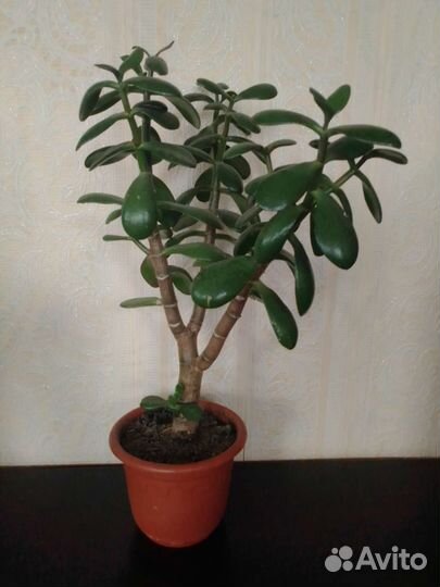 Толстянка. Денежное дерево