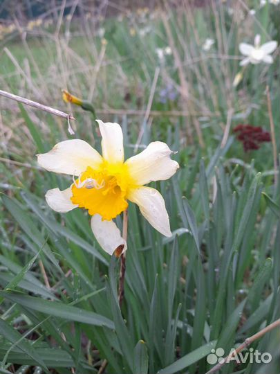 Нарциссы луковицы