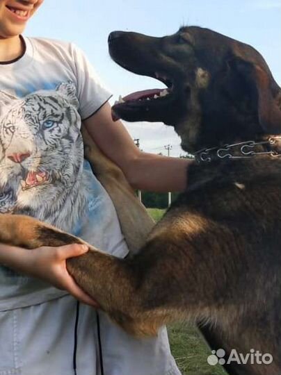 Передержка - Приют для животных