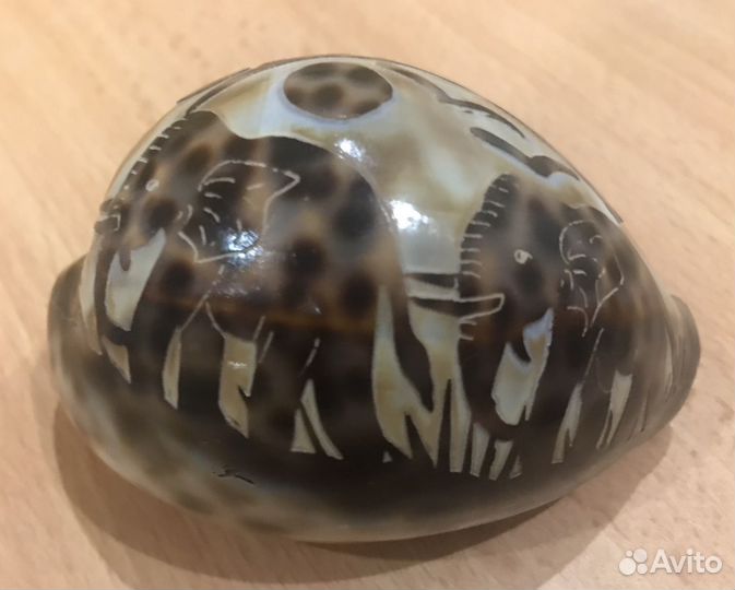 Ракушка большая сувенирная