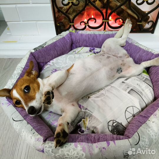 Джек рассел терьер