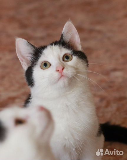 Котята в добрые руки. Мальчики 3,5 мес