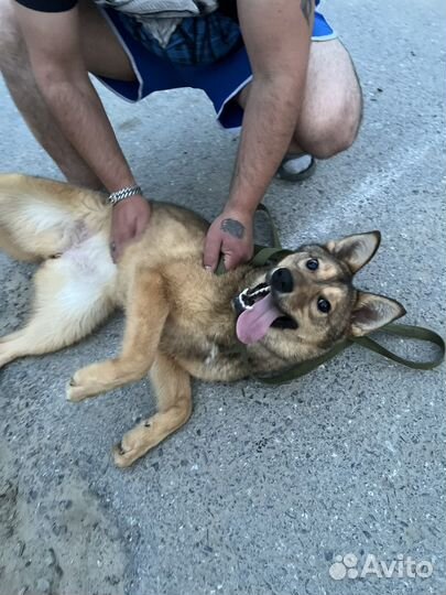 Собака