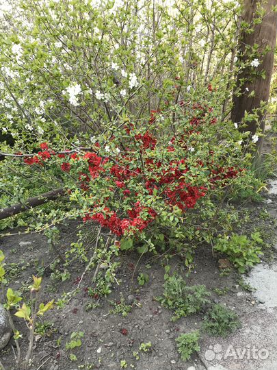 Айва японская