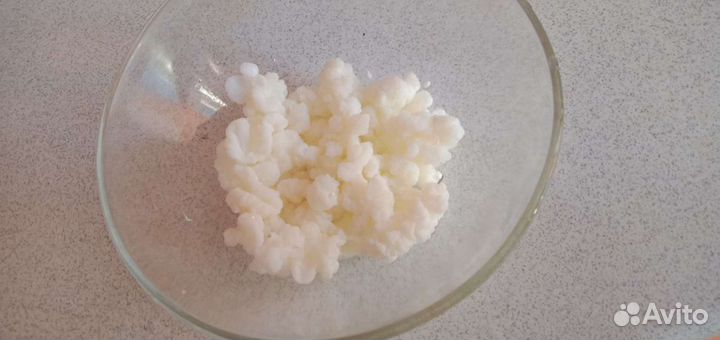 Тибетский молочный гриб