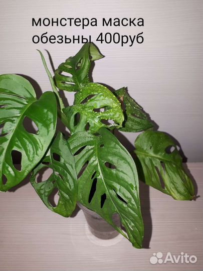 Монстера, бегония, подставка под цветы,аморфофалус