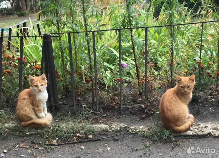 Отдам котиков в добрые руки