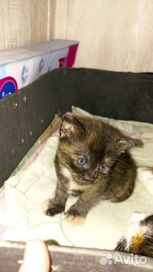 Котята ищут дом