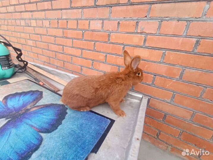 Кролики нзк