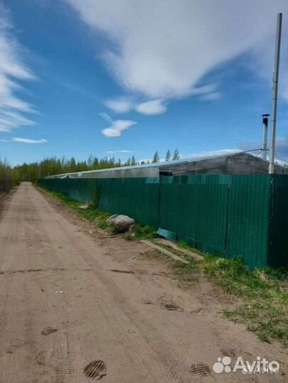 Теплица в аренду