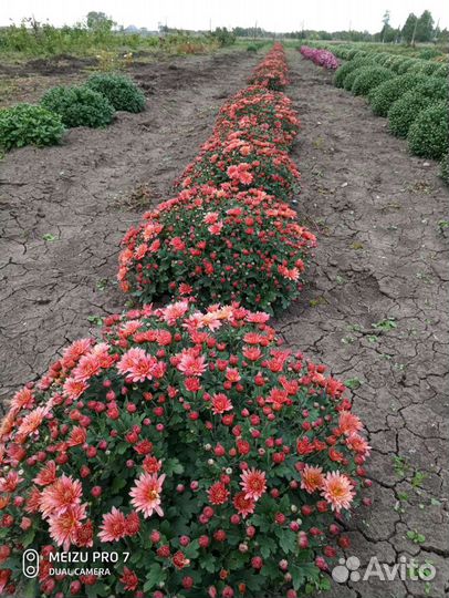 Хризантема мультифлора